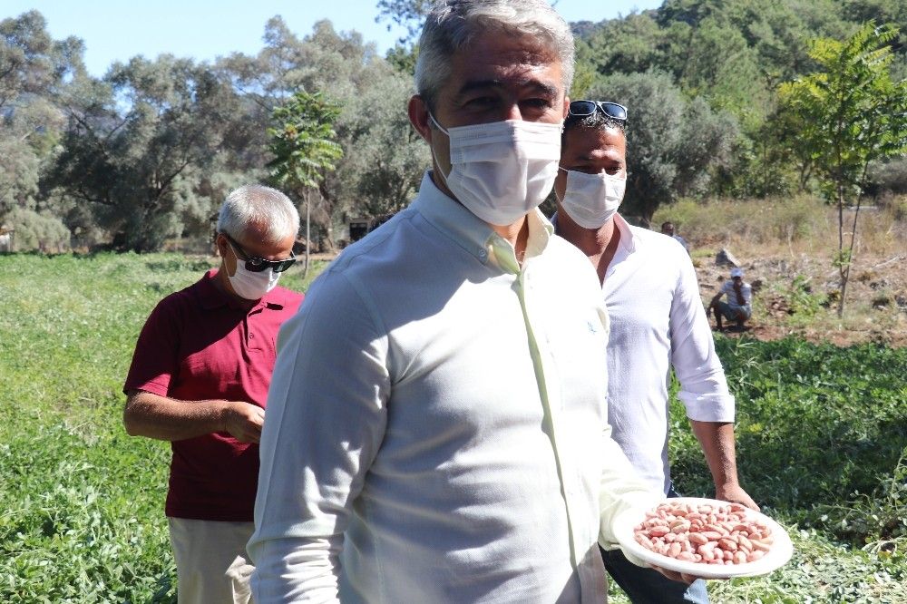 Marmaris'te ilk yerfıstığı hasadı