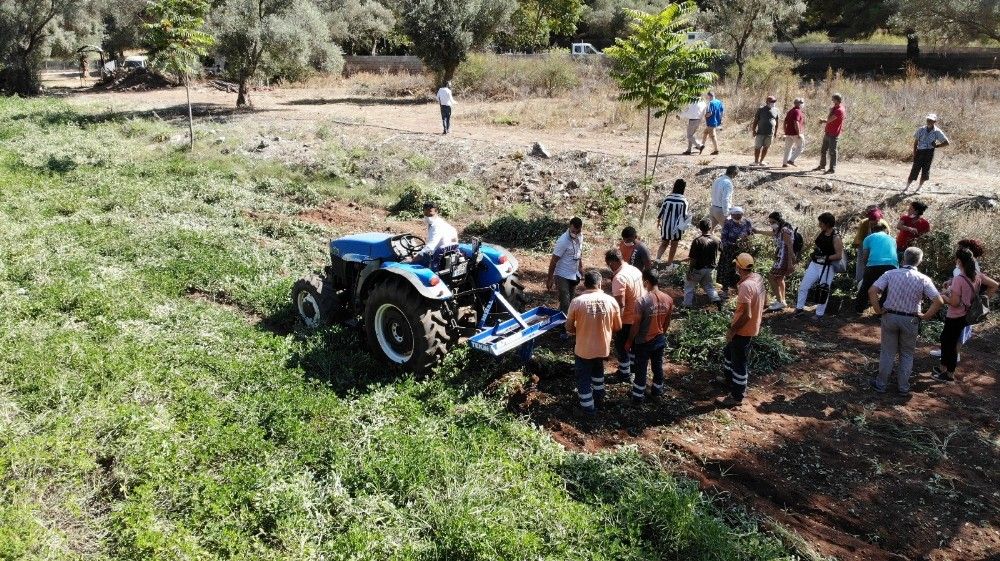 Marmaris'te ilk yerfıstığı hasadı