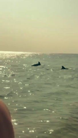 Sahile kadar gelen yunuslar turistlerle birlikte yüzdü