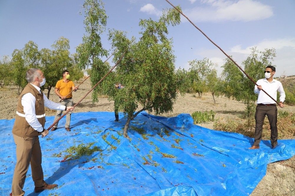 Şifa kaynağı hünnapta hasat başladı