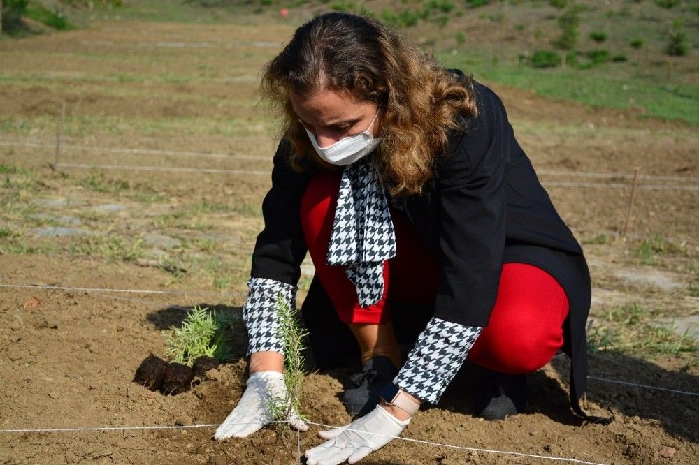 Tıbbi ve aromatik bitkiler toprakla buluştu