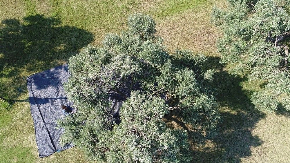 Aydın'da memecik türü zeytinlerde hasat başladı