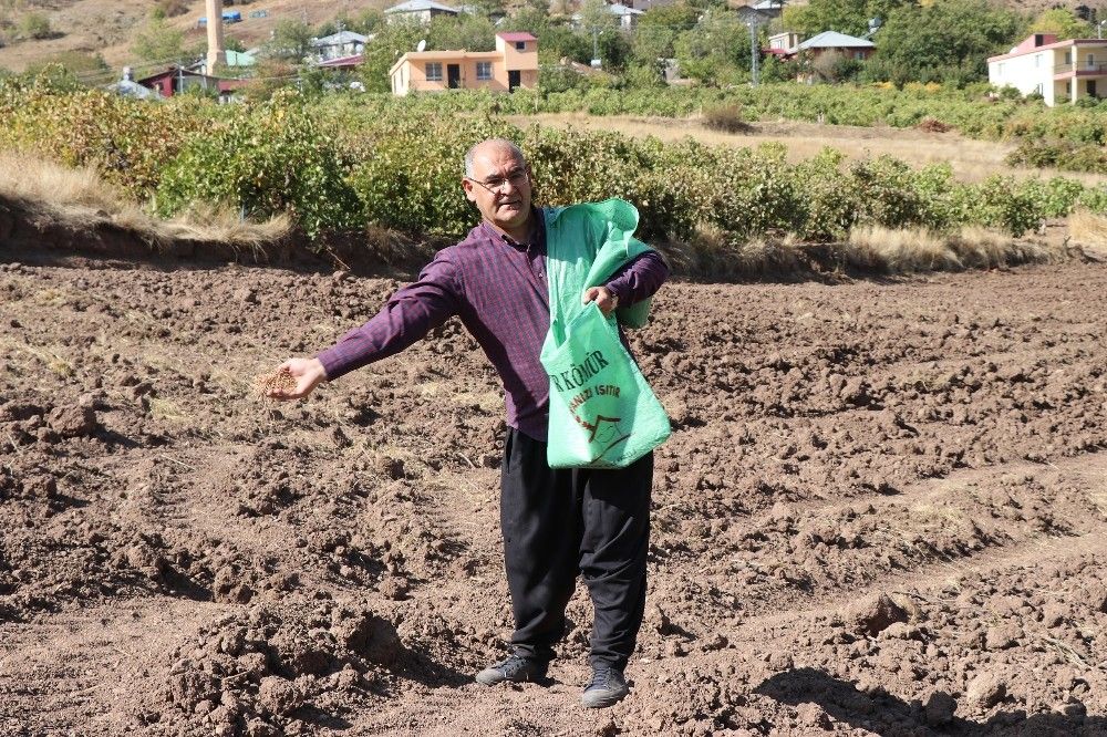 Başkan şalvarını giyip karakılçık buğdayı ekti