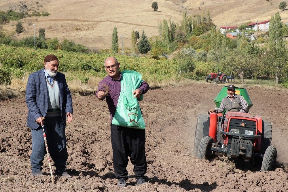 Başkan şalvarını giyip karakılçık buğdayı ekti