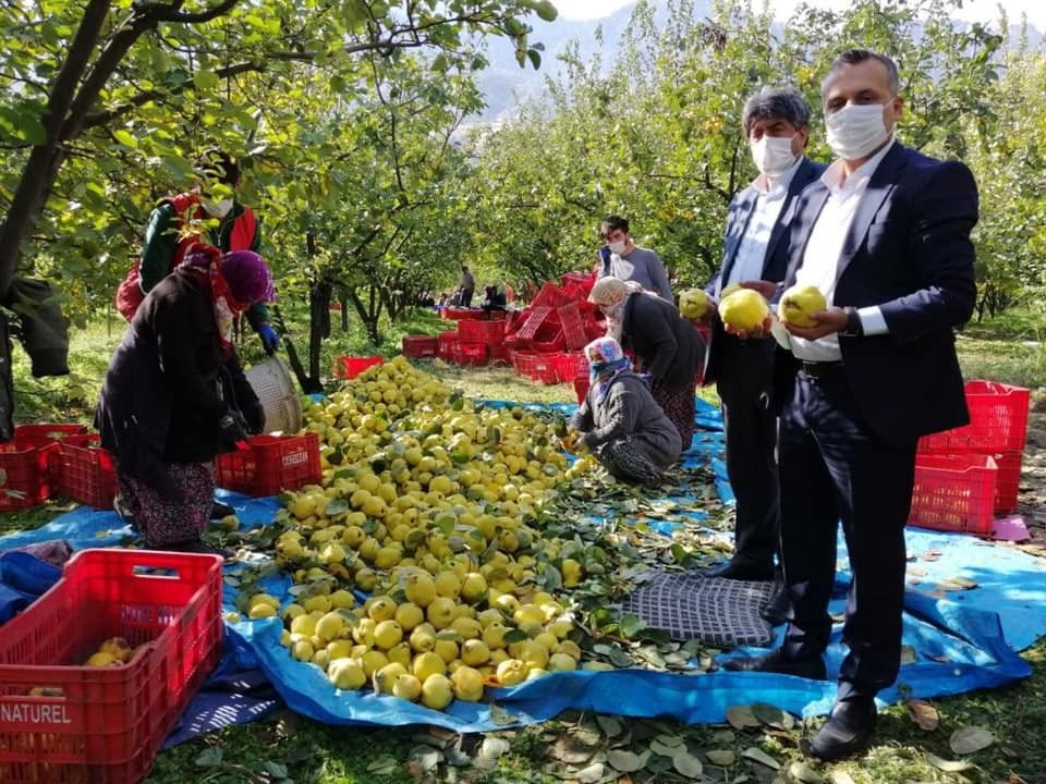 Kahramanmaraş'ta ayva hasadı