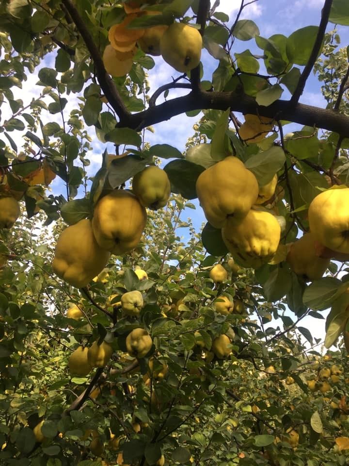 Kahramanmaraş'ta ayva hasadı