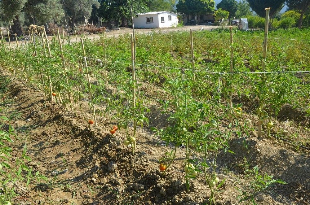 Kuşadası'nın organik ürünleri Türkiye'ye açılıyor