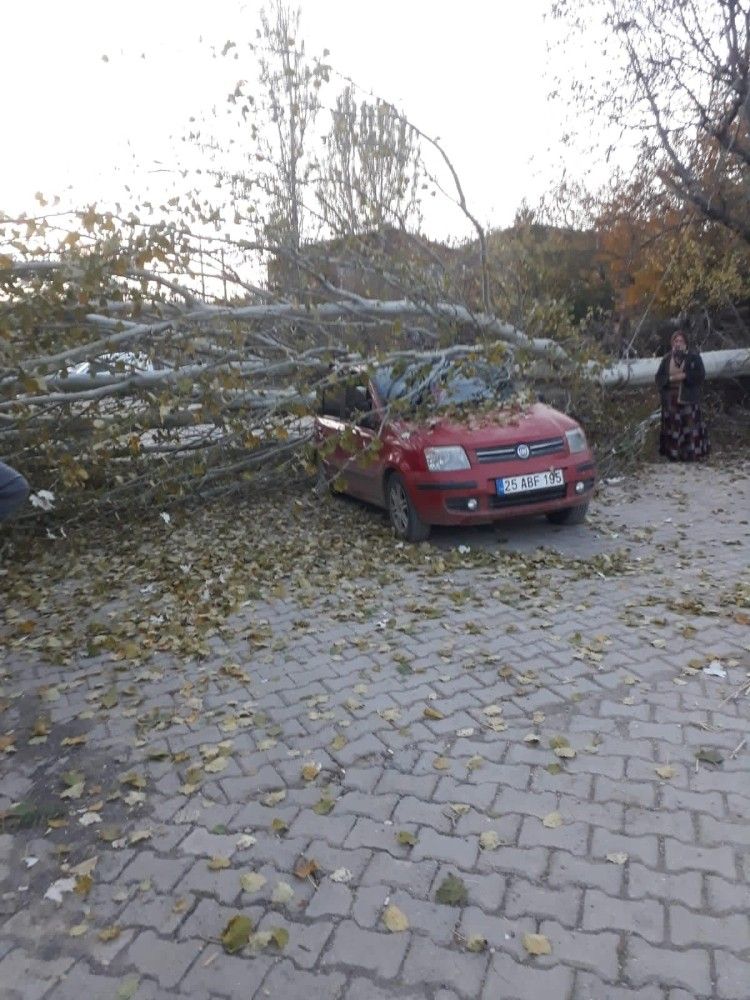 Seyir halindeki otomobilin üzerine kesilen kavak ağacı düştü