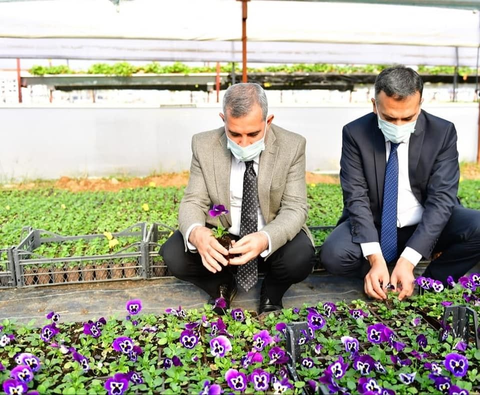 Yeşilyurt Belediyesi kendi çiçeğini üretiyor