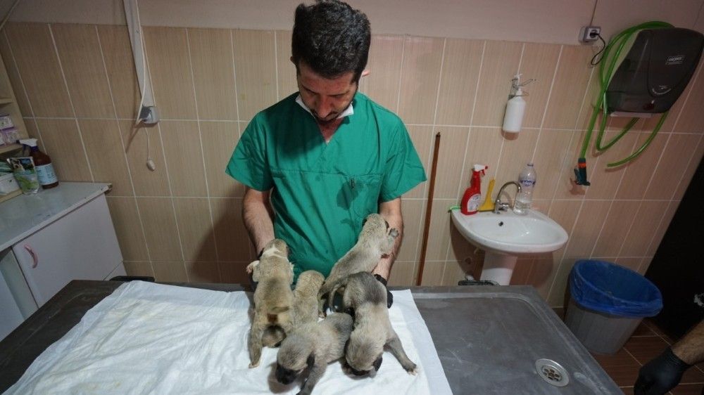 Annesi kaybeden yavru köpeklere süt anne