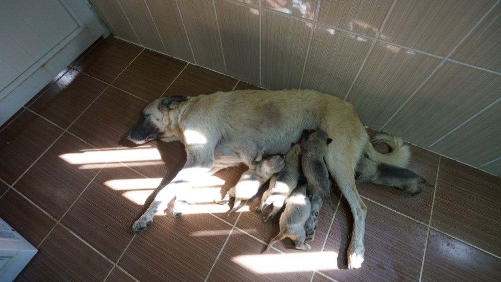 Annesi kaybeden yavru köpeklere süt anne