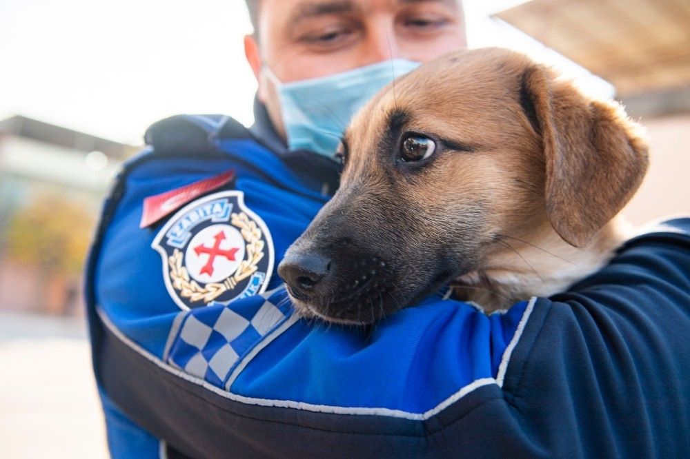 Aracın çarptığı yavru köpeği zabıta sahiplendi