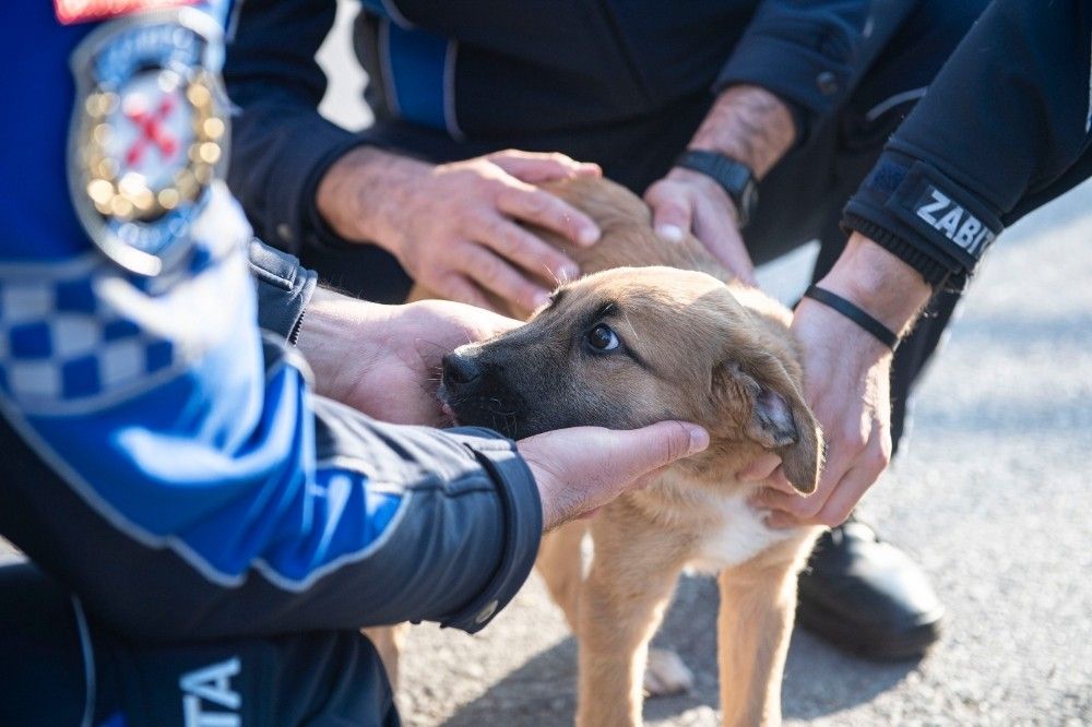 Aracın çarptığı yavru köpeği zabıta sahiplendi