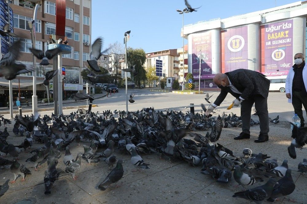 Başkan sokak hayvanlarını eliyle besledi
