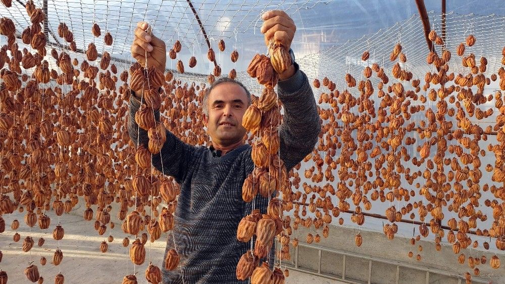 Cennet hurması, altın yılını yaşıyor