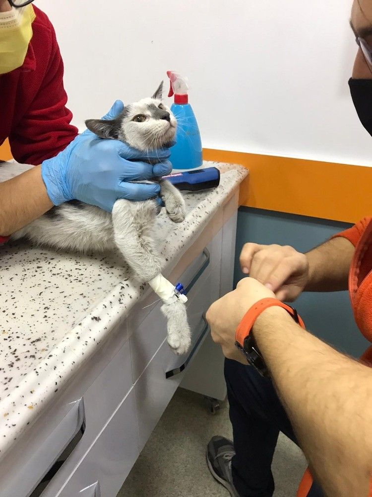 Depremden bu yana kayıp kedisine 42 gün sonra kavuştu