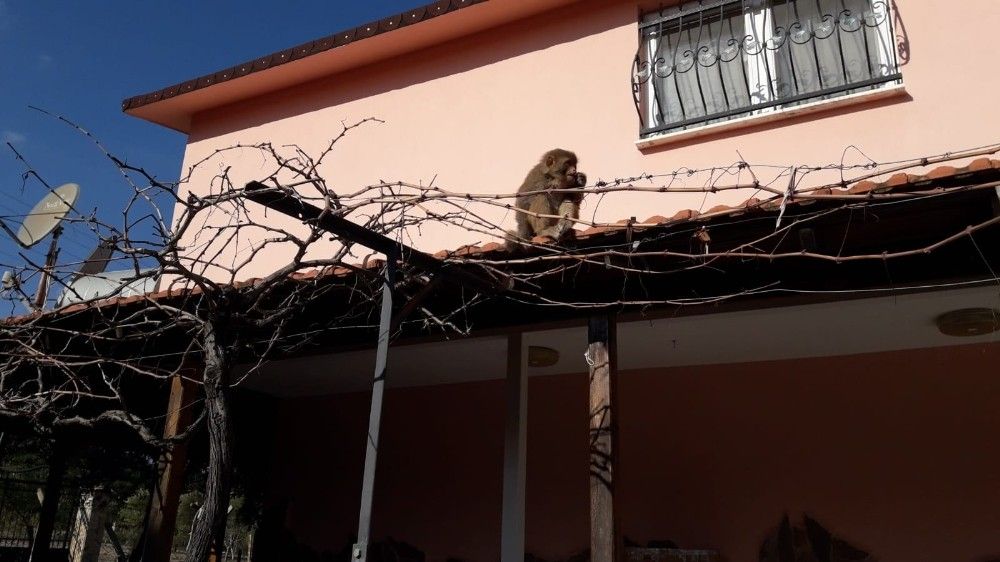 İzmir'de başı boş gezen maymun görenleri şaşırttı