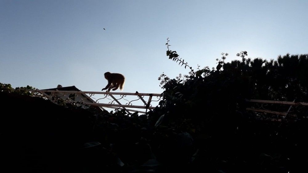 İzmir'de başı boş gezen maymun görenleri şaşırttı