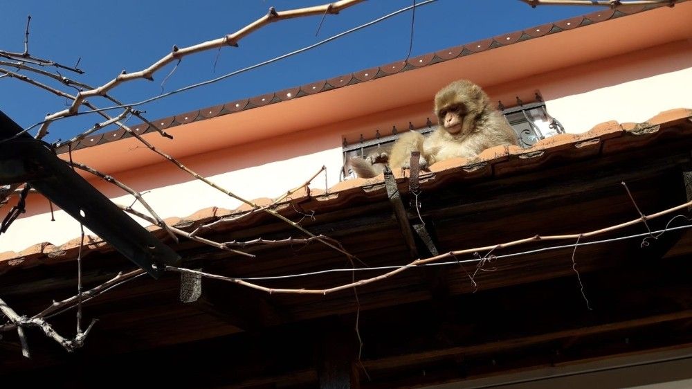 İzmir'de başı boş gezen maymun görenleri şaşırttı