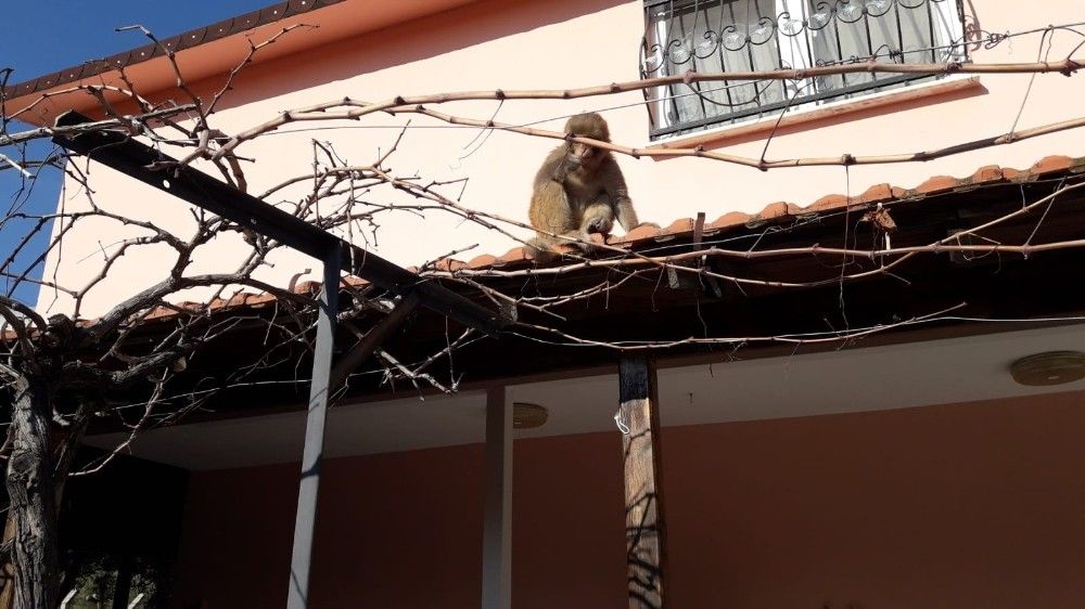 İzmir'de başı boş gezen maymun görenleri şaşırttı