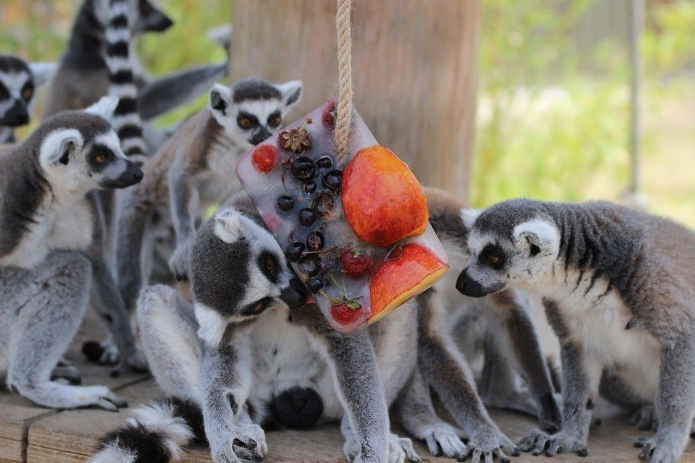 İzmir'de ormanlık alanda ölü lemur bulundu
