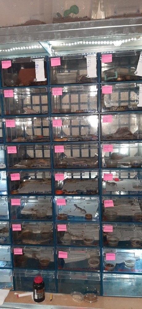Kentin göbeğinde onlarca piton, örümcek, kertenkele…