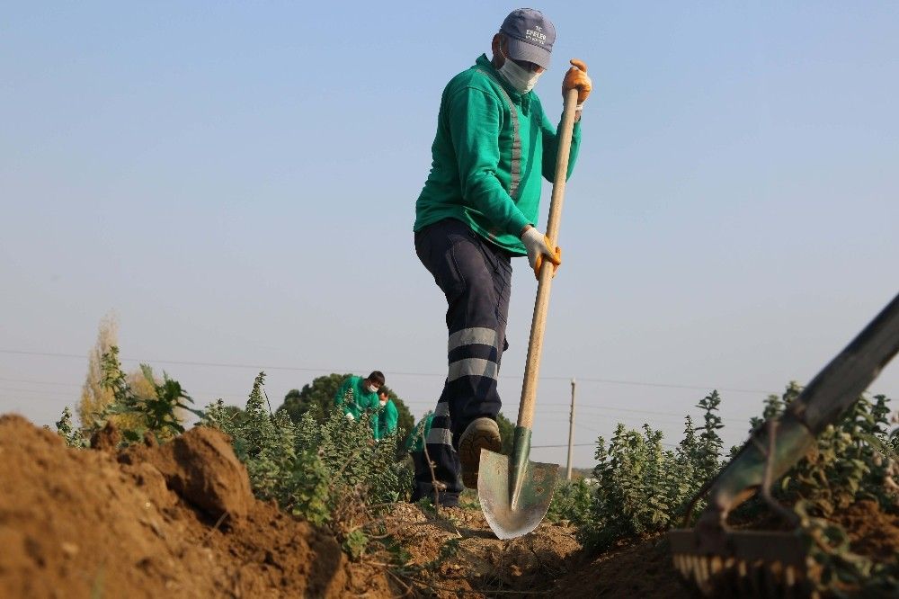 Koronavirüsün düşmanı kekik kışa hazırlanıyor