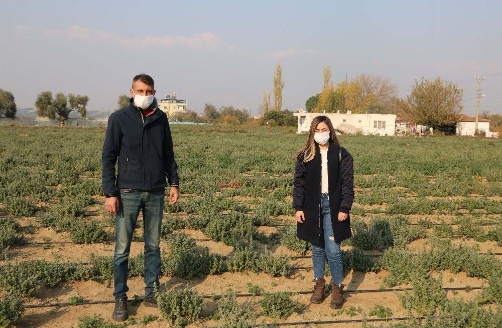 Koronavirüsün düşmanı kekik kışa hazırlanıyor
