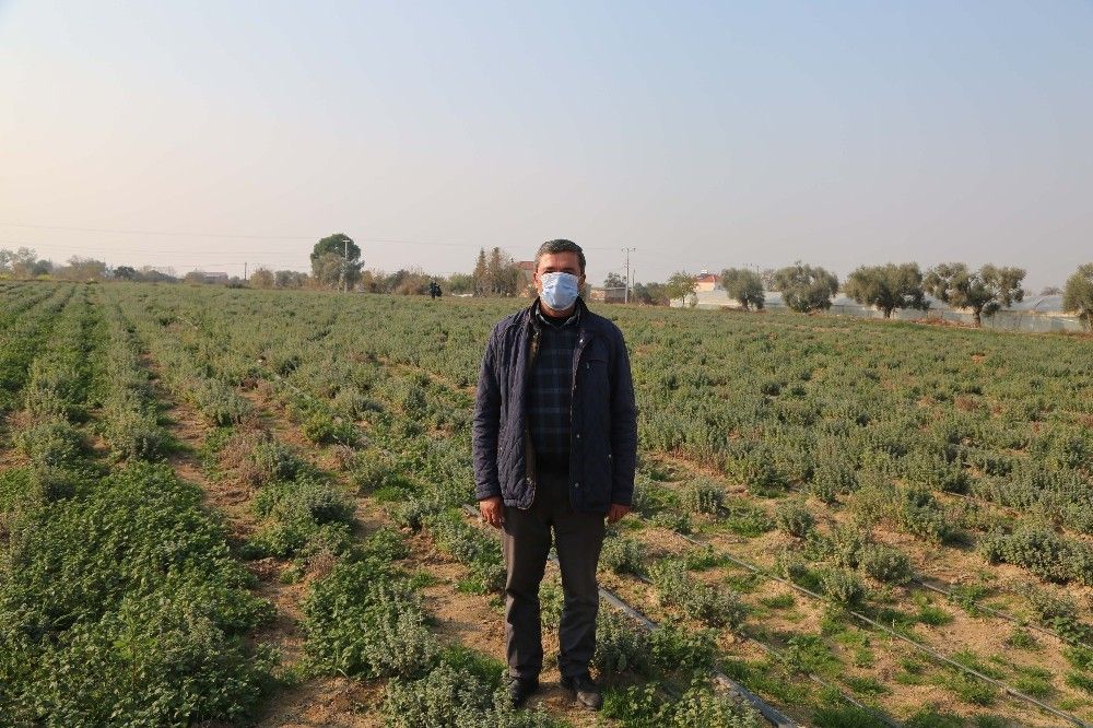 Koronavirüsün düşmanı kekik kışa hazırlanıyor