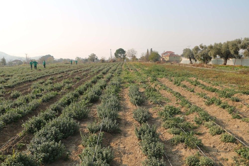Koronavirüsün düşmanı kekik kışa hazırlanıyor