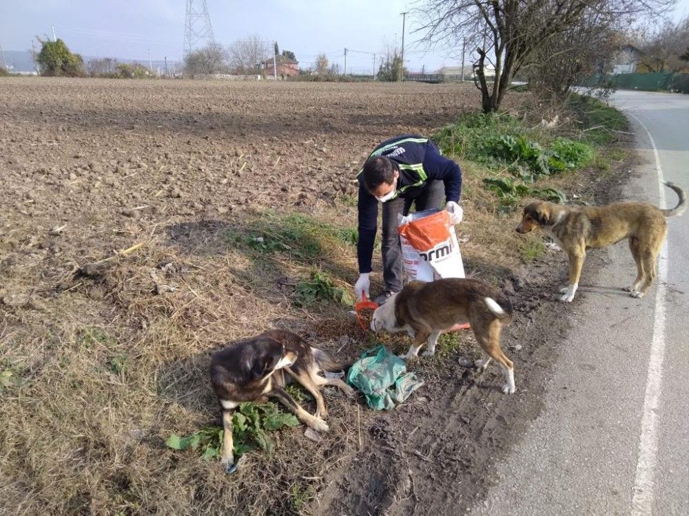 Serdivan Belediyesi, sokak hayvanlarını yalnız bırakmadı