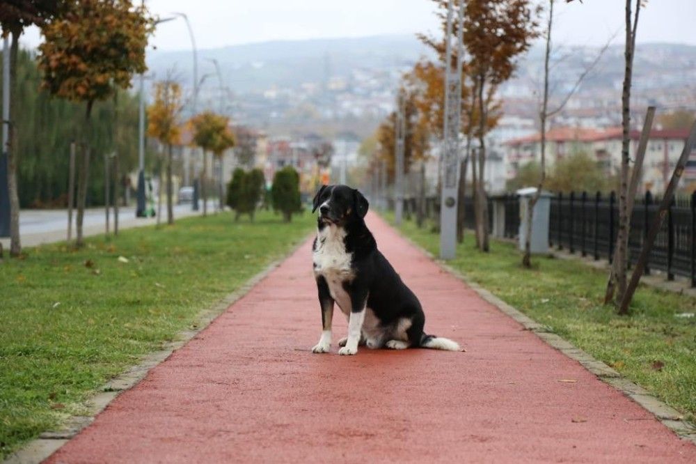 Serdivan Belediyesi, sokak hayvanlarını yalnız bırakmadı