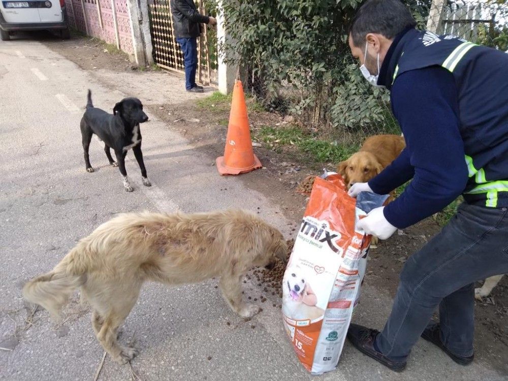 Serdivan Belediyesi, sokak hayvanlarını yalnız bırakmadı