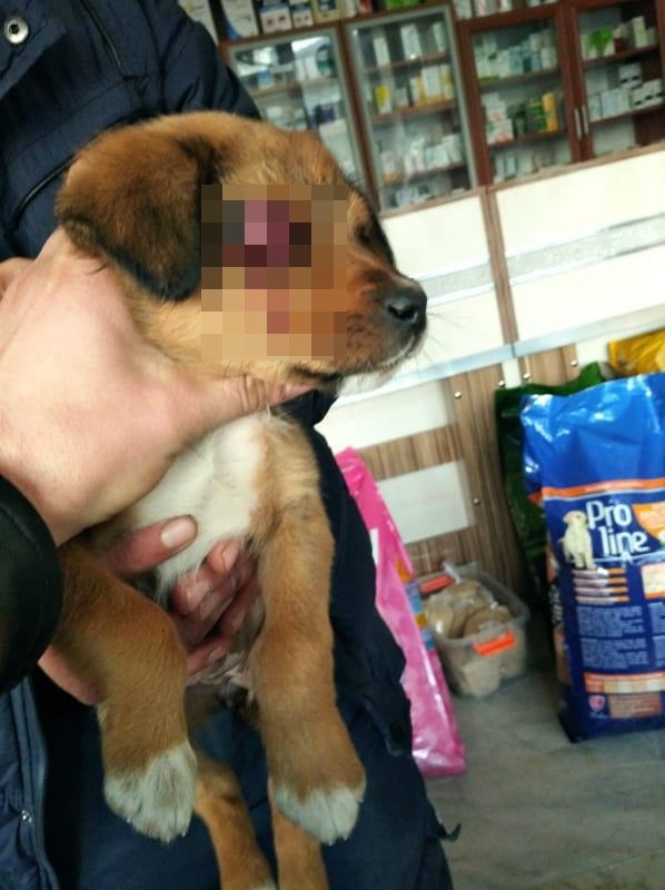 Yaralı köpekler tedavi için İstanbul'a gönderildi