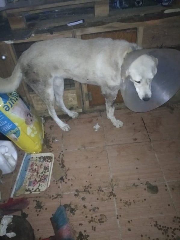 Yaralı köpekler tedavi için İstanbul'a gönderildi