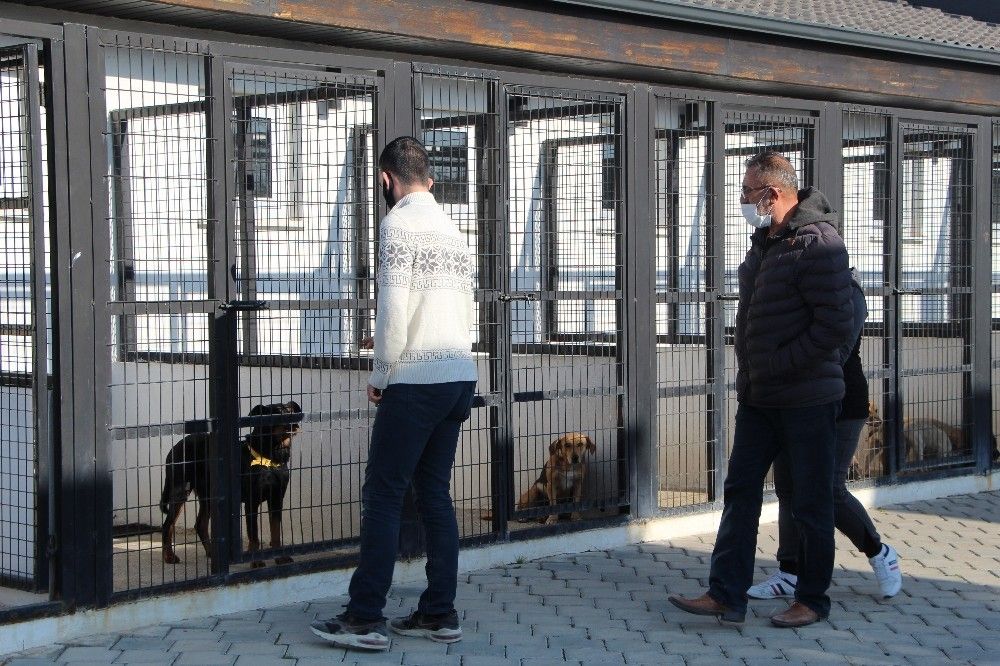 2 aylık iken yaralı bulunan Lady, 5 yıl sonra yuvaya döndü