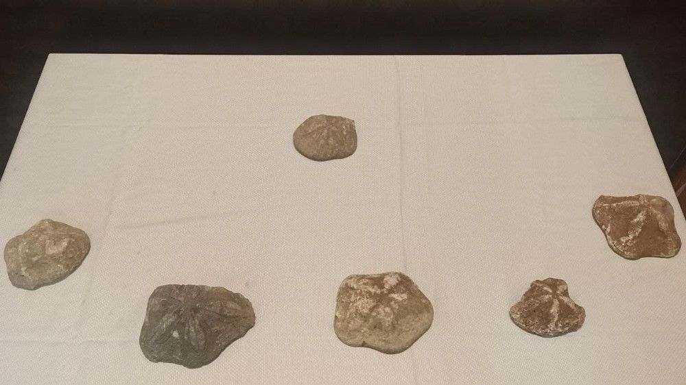 6 milyon değerinde denizyıldızı fosilleri ele geçirildi