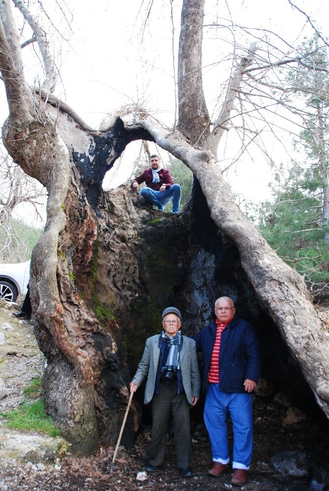 700 yıllık çınar