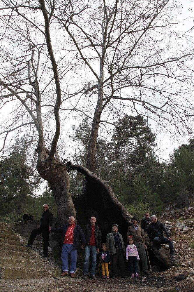 700 yıllık çınar