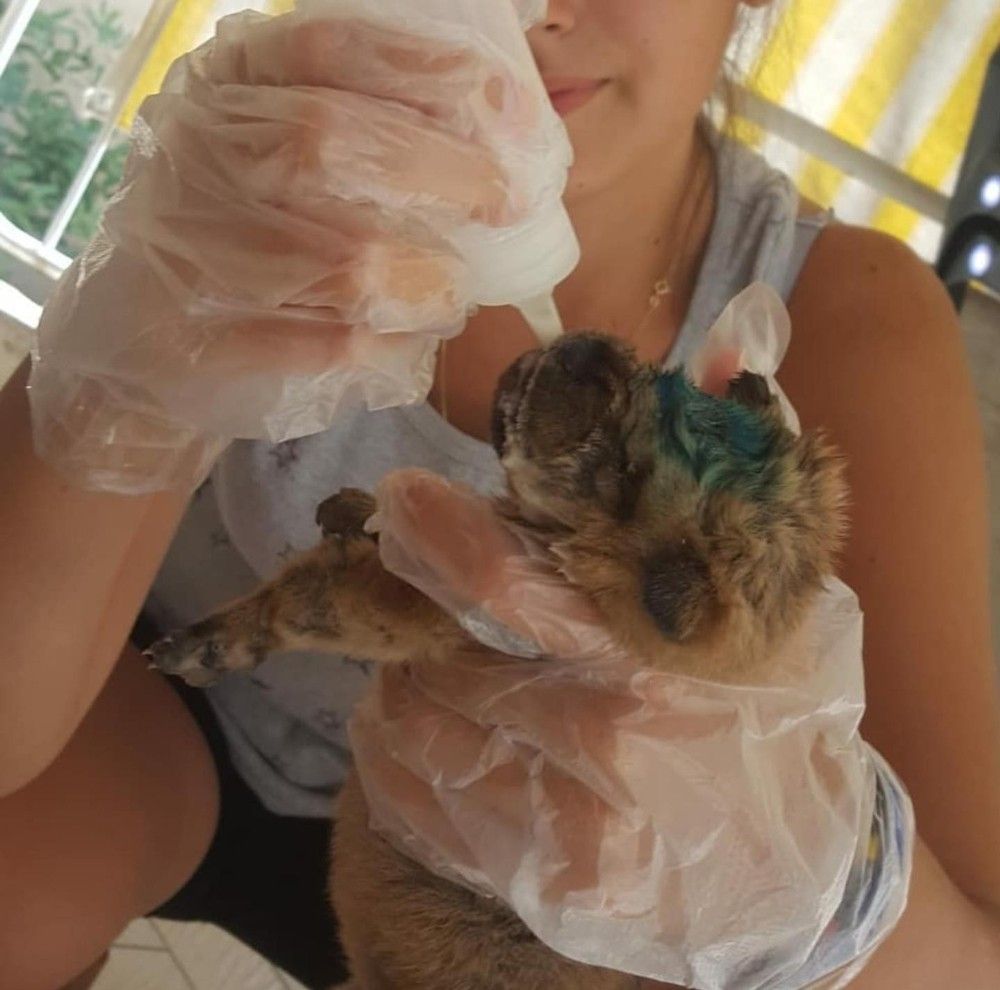 Berrak, 50 kedi ve 15 köpeğe sahip çıktı