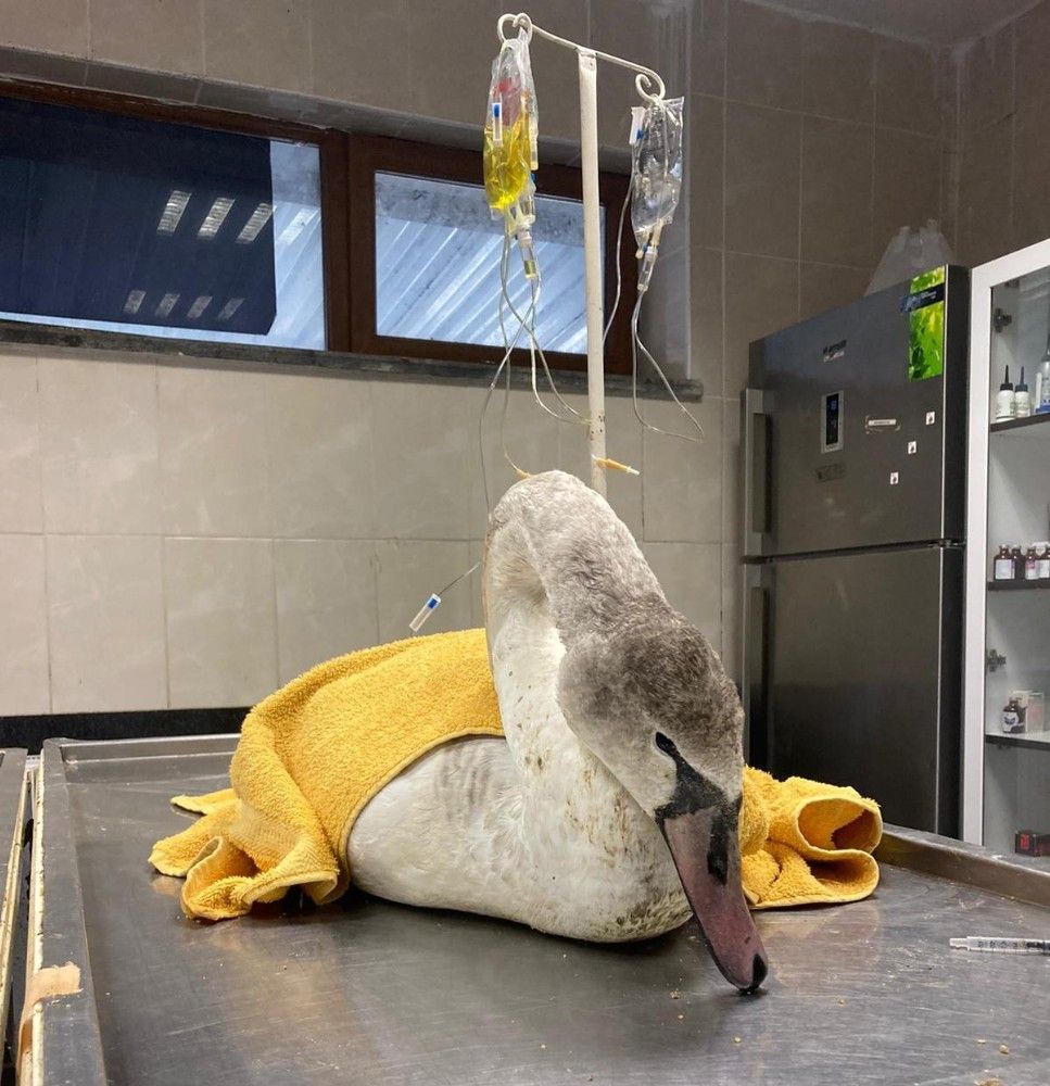 Bitkin haldeki kuğu ve ırmağa düşen köpek kurtarıldı