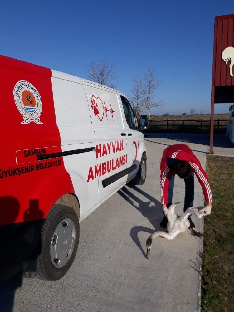 Bitkin haldeki kuğu ve ırmağa düşen köpek kurtarıldı