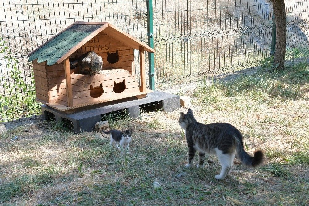 Çiğli Belediyesi veterinerlik hizmetlerinde rekor artış