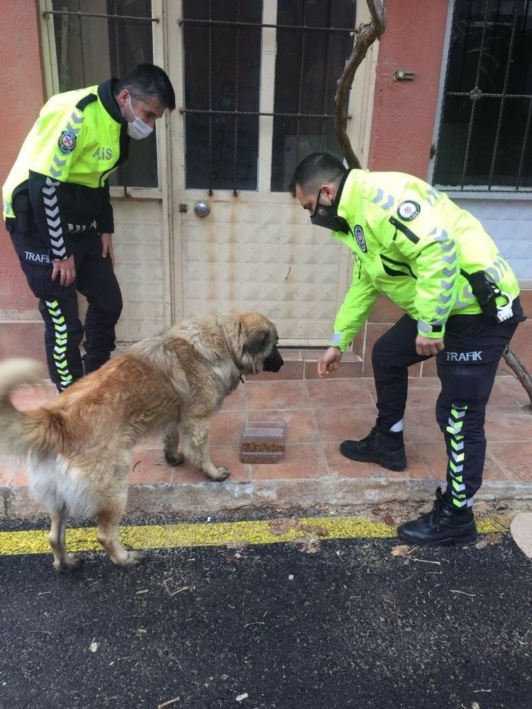 Eşme'de sokak hayvanları beslendi