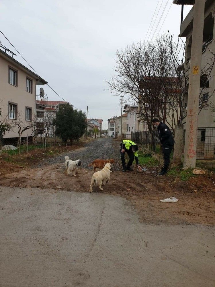 Eşme'de sokak hayvanları beslendi