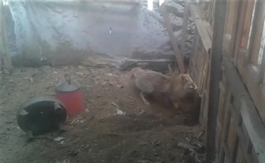 Kümesine giren tilkiye böyle seslendi