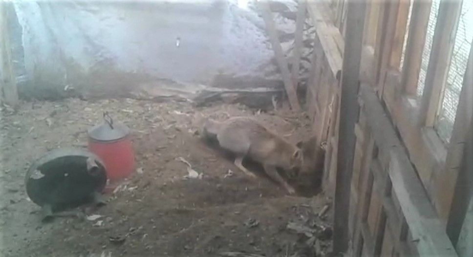 Kümesine giren tilkiye böyle seslendi