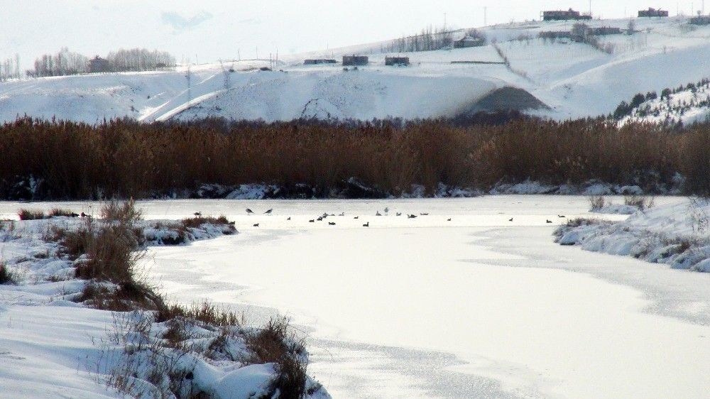 Kuş cenneti dondu