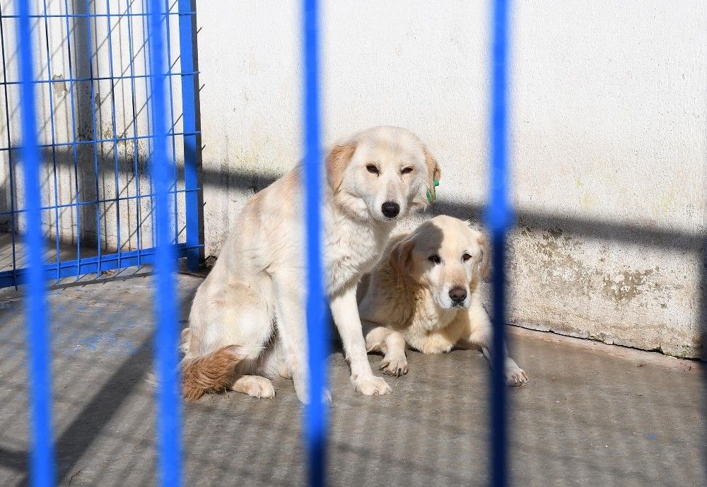 Kuşadası Hayvan Bakım Merkezi yenileniyor
