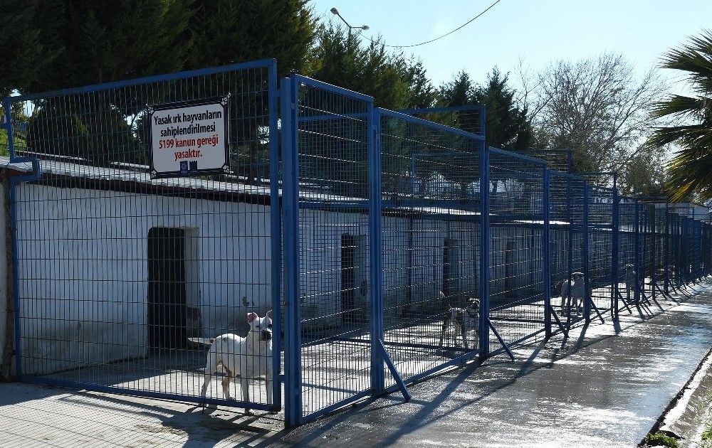 Kuşadası'nda "yasak ırk" tartışması
